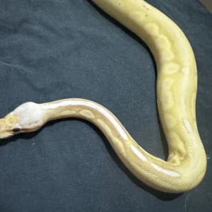 Banana Cinnamon Pastel Sugar