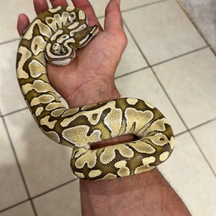 Lesser Het Piebald