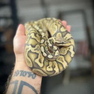 Pastel GHI Hypo
