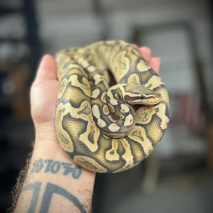 Pastel GHI Hypo