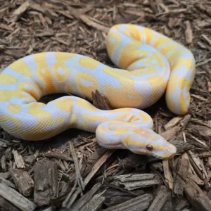 Lavender Dbl Het Monsoon Pied