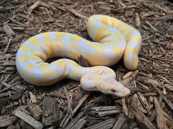 Lavender Dbl Het Monsoon Pied