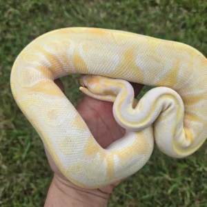 Mojave Lavender Dbl Het Monsoon Pied