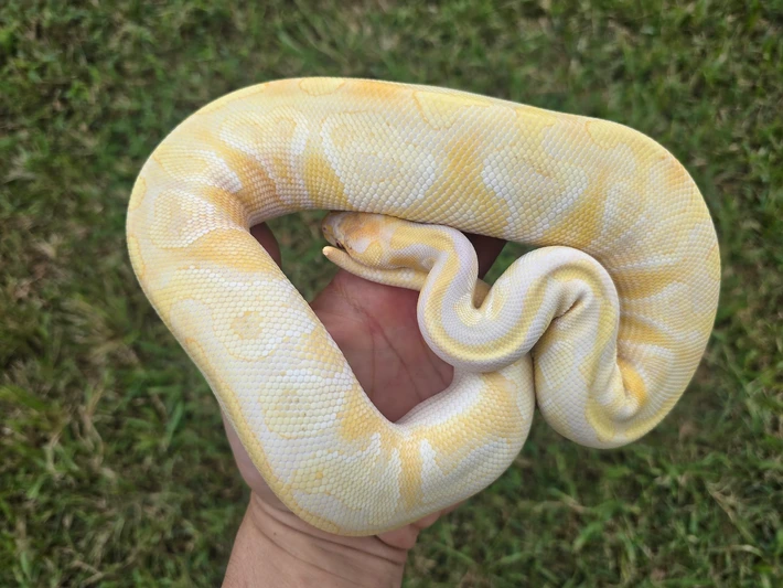 Mojave Lavender Dbl Het Monsoon Pied