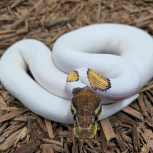 OD Mojave Pied Het Monsoon