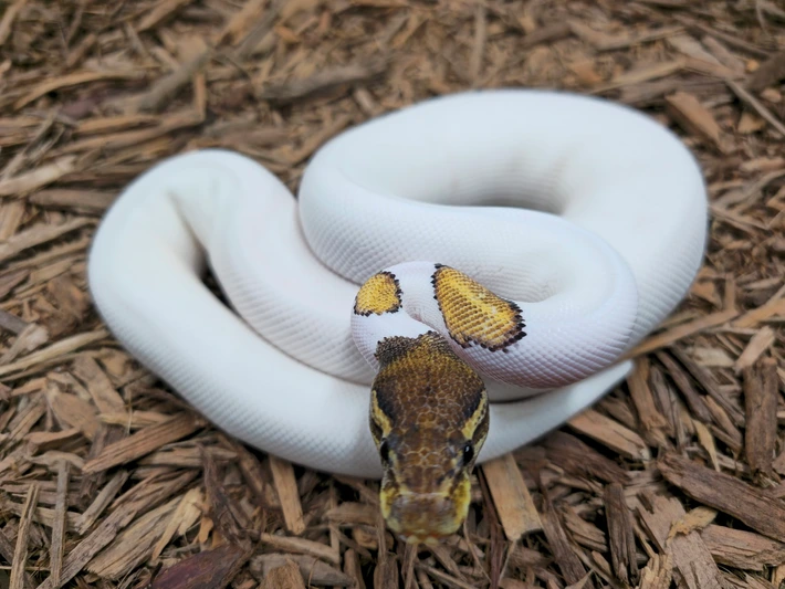 OD Mojave Pied Het Monsoon